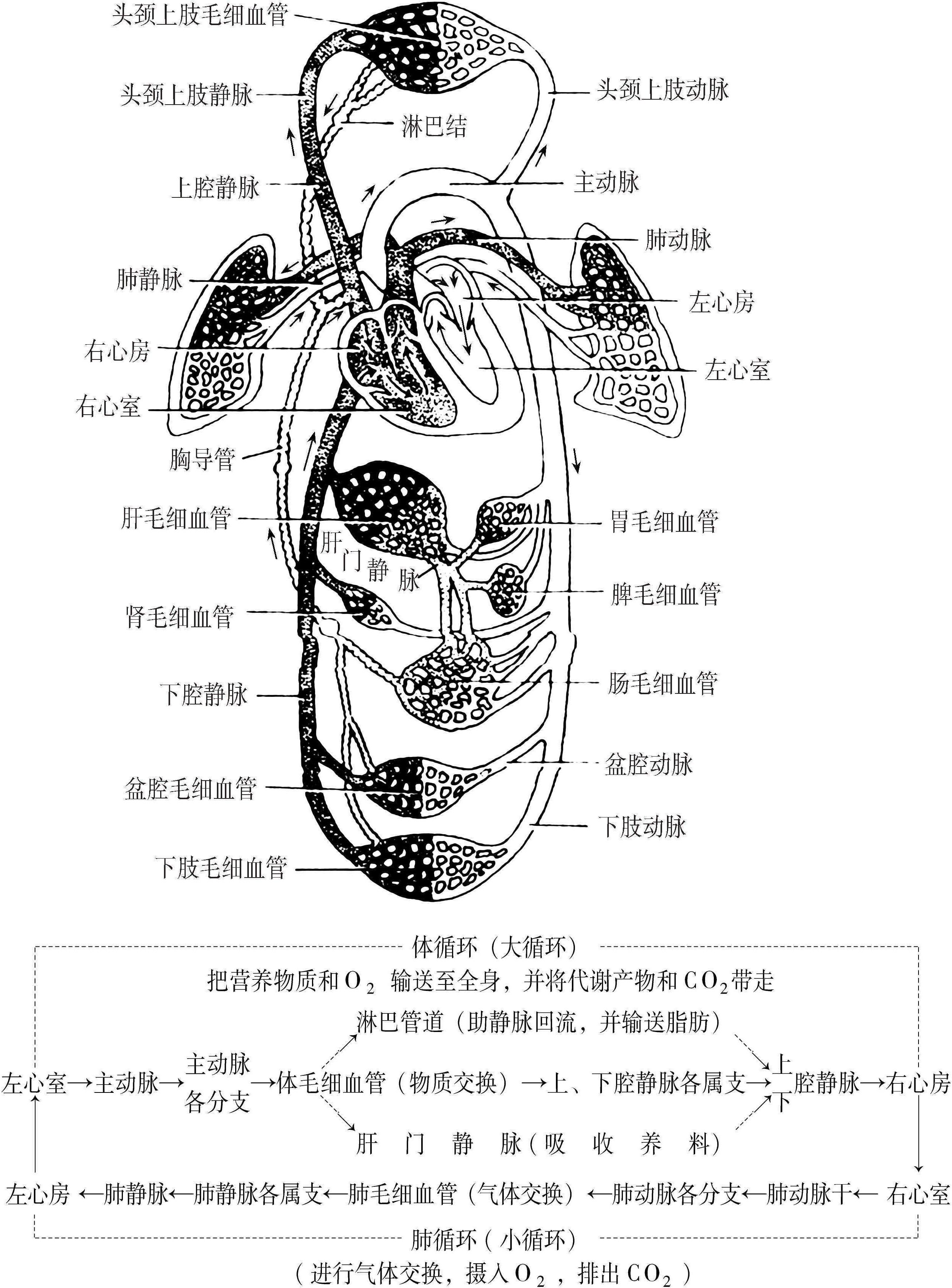 七、循環(huán)系統(tǒng)